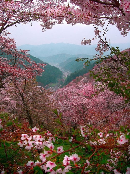 Planning a Spring Vacation?