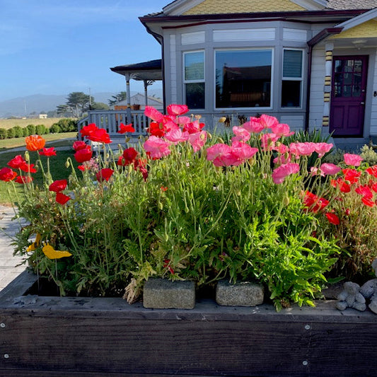 Life Lesson ~ Silver Lining & Appreciation, Any New Habits?